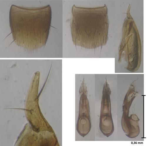 Réf. 359 415 : Oxypoda collinsi